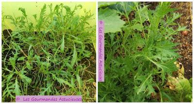 Assiette Vegan complète protéinée et vitaminée