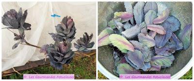 Assiette Vegan complète protéinée et vitaminée