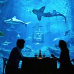 AIRBNB : Une nuit au milieu des requins