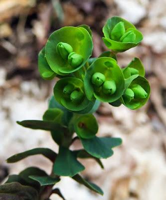 En forêt : bientôt l'Euphorbe des bois et encore l'Hellébore fétide