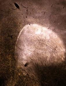 PARKINSON et CELLULES SOUCHES: Le dangereux passage aux essais cliniques – Journal of Parkinson's Disease