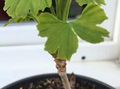 évolution intéressante papier (180°C) versus lecteur