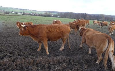 Le silence des agneaux fait un bruit infernal