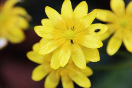 ficaire veneux 3 avril 2016 029.jpg