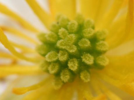 6 ficaire 27 mars 2011 042.jpg