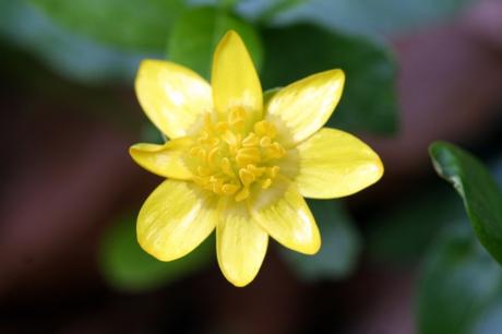 4 ficaire étamines + 27 mars 2011 034.jpg