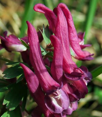 Corydale pleine (Corydalis solida)