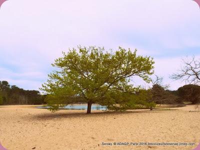Arbre grand être: sable pluie et feuilles espoirs : Arès Bassin d'Arcachon
