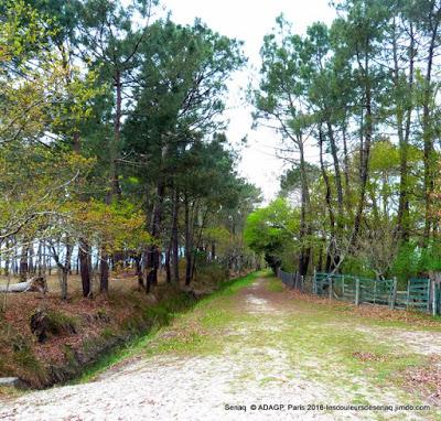 Le chemin de bois et les grands Arbres: Ares, Bassin d'Arcachon  The wooden path and large trees: Ares, Bassin d'Arcachon나무 경로와 큰 나무 : 아레스, BASSIN 디부 아르카 숑