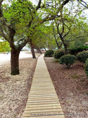 Le chemin de bois et les grands Arbres: Ares, Bassin d'Arcachon  The wooden path and large trees: Ares, Bassin d'Arcachon나무 경로와 큰 나무 : 아레스, BASSIN 디부 아르카 숑