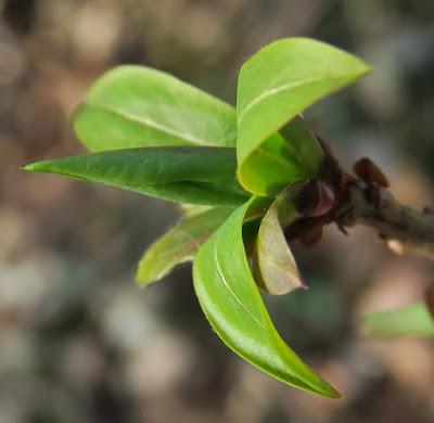 Joli bois, Bois gentil (Daphne mezereum)