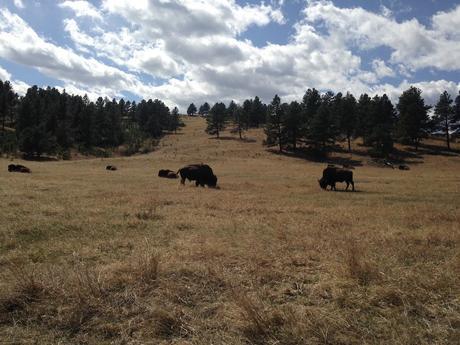 custer park bison dakota du sud usa