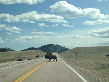 custer park bison dakota du sud usa