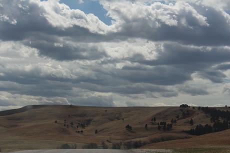 custer park bison dakota du sud usa