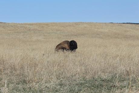 custer park bison dakota du sud usa