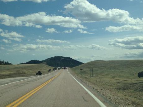 custer park bison dakota du sud usa