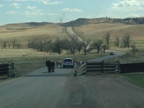 custer park bison dakota du sud usa