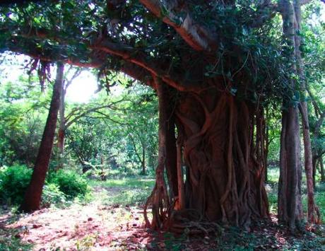 Banian Auroville