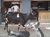 Pourquoi vaches sont elles sacrées