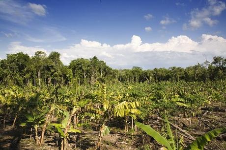 Les forêts nourricières: clés du succès de la civilisation Maya