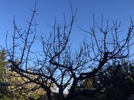 Histoire de cerisiers