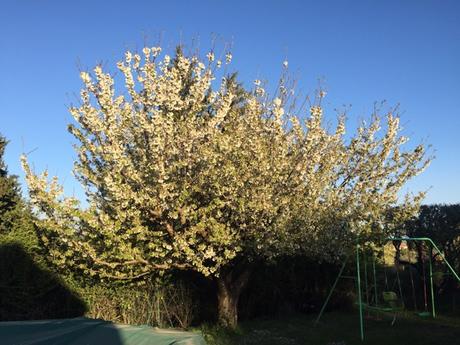 Histoire de cerisiers