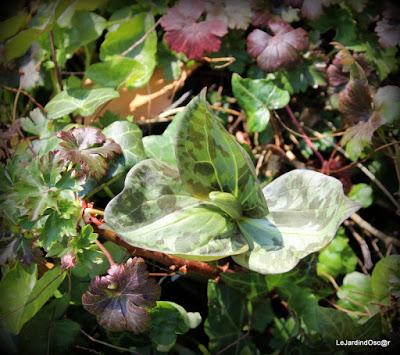 Le printemps joue à cache cache...