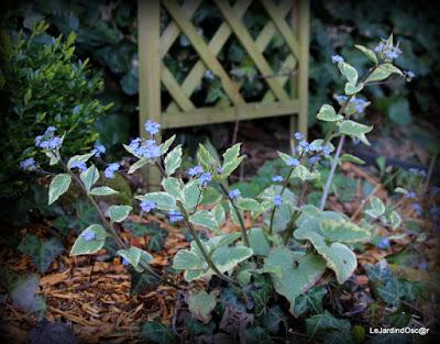 Le printemps joue à cache cache...