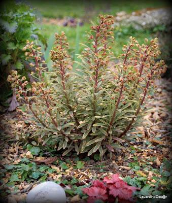 Le printemps joue à cache cache...