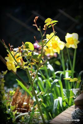 Le printemps joue à cache cache...