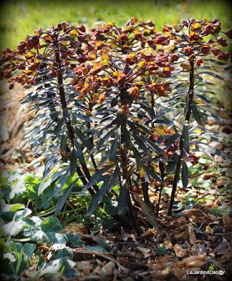Le printemps joue à cache cache...