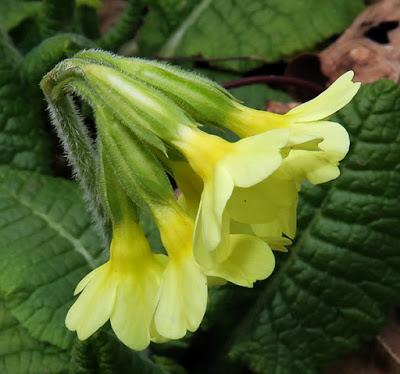 Primevère élevée (Primula eliator)