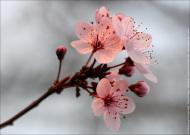 fleurs cerisiers du japon img 0178