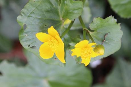 2 caltha veneux 10 avril 2016 005.jpg