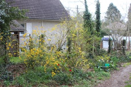 10 kerria veneux 10 avril 2016 013.jpg