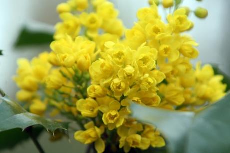 8 mahonia 27 mars 2011 025.jpg