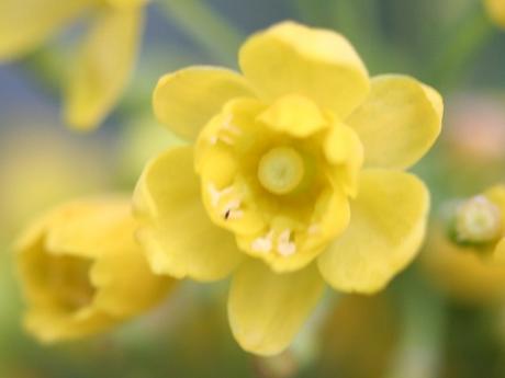 9 mahonia 8 av 021.jpg