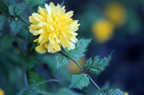 12 kerria veneux 25 avril 2013 052.jpg