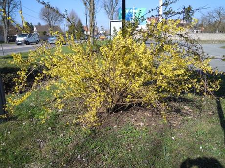 14 forsythia suspensa 7 mars 2011 025.jpg