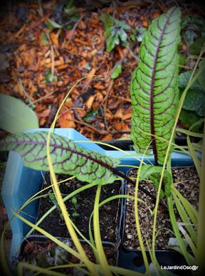 Escapade Parisienne ...