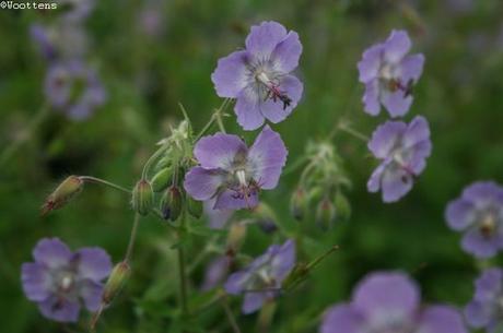 GERANIUM phaeum 'Valküre' - Storkenæb, farve: lys violet, lysforhold: sol/halvskygge, højde: 60 cm, blomstring: juni - juli, god til bunddække.: 