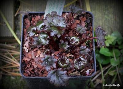 Escapade Parisienne ...