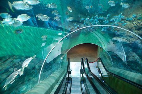 aquarium_shanghai
