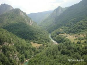 J'avais pensé envoyer des fleurs