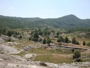 J'avais pensé envoyer des fleurs