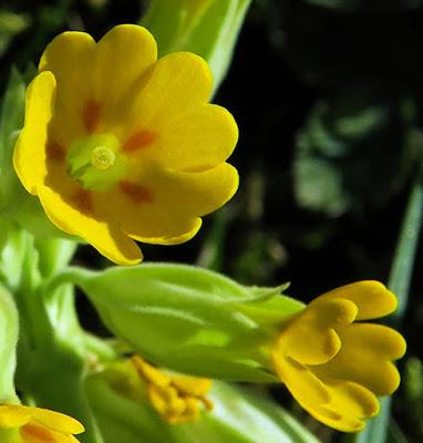 Primevère officinale, Coucou (Primula veris subsp. Veris)