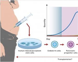 DIABÈTE: Des cellules bêta à partir des poignées d'amour – Nature Communications