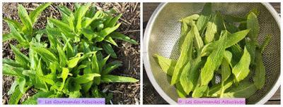 Sauce aux lentilles et à la consoude pour spaghettis (Vegan)
