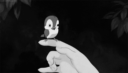 bird snow white bird gif