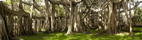 the_banyan_tree